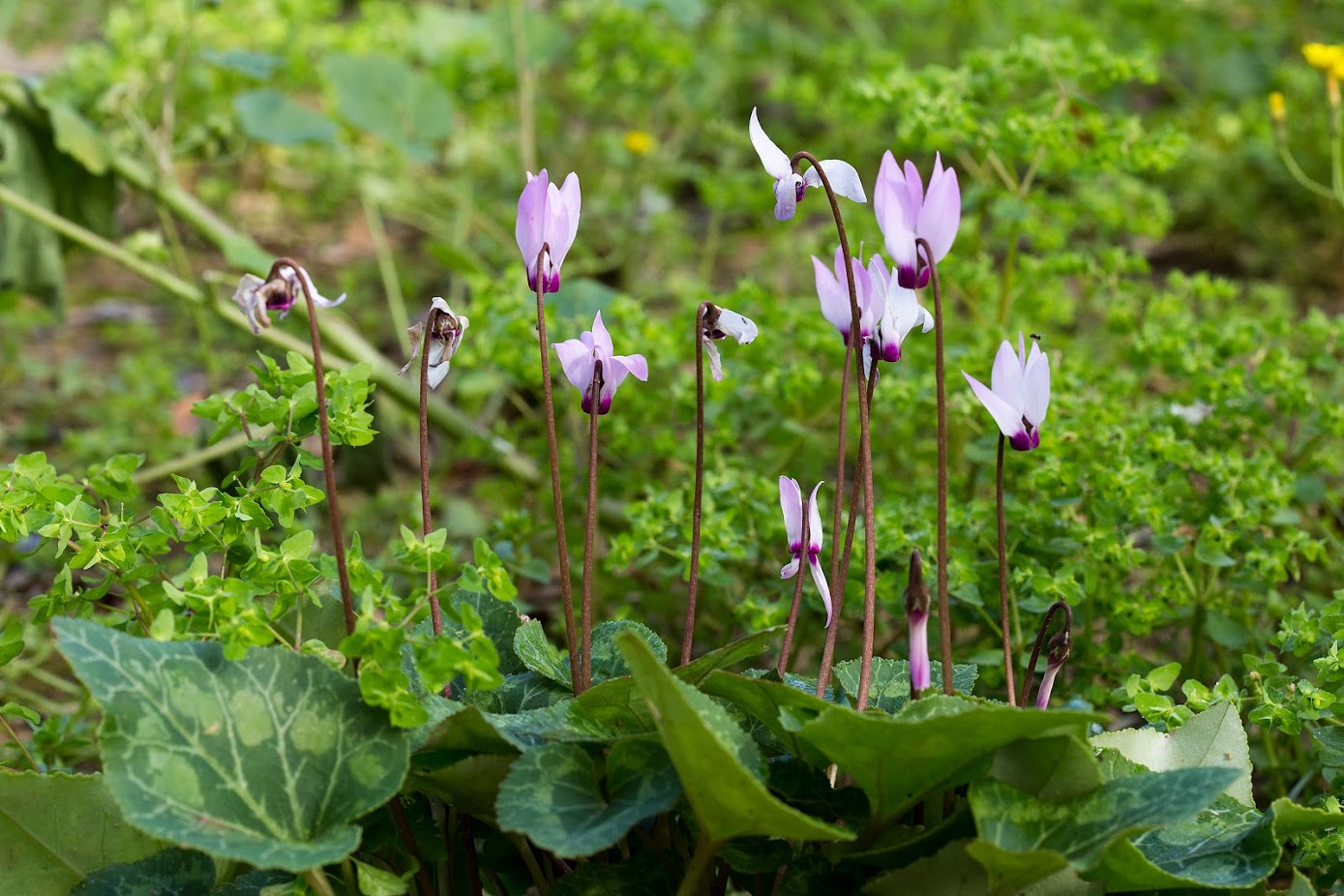 Image of Cyclamen persicum specimen.