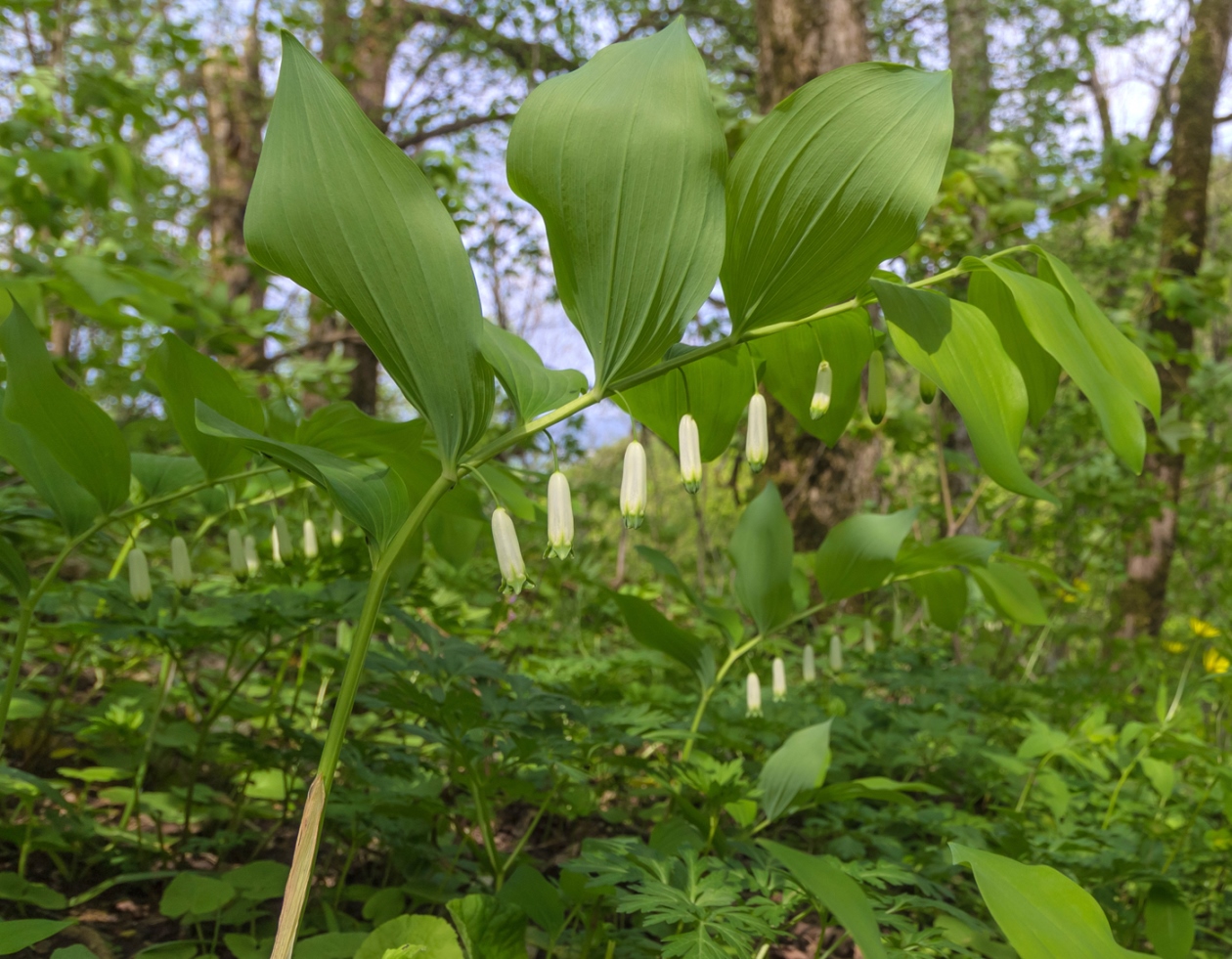 Изображение особи Polygonatum glaberrimum.