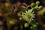 Sempervivum ruthenicum