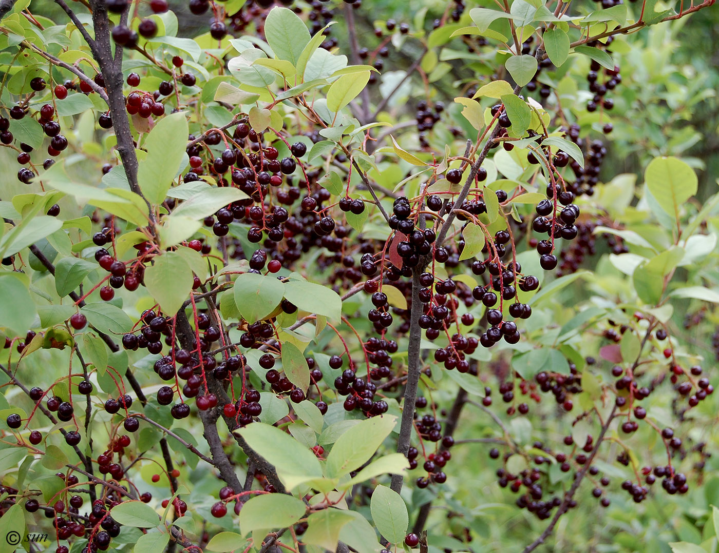 Image of Padus virginiana specimen.