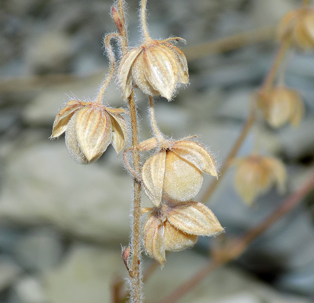 Image of Helianthemum ovatum specimen.