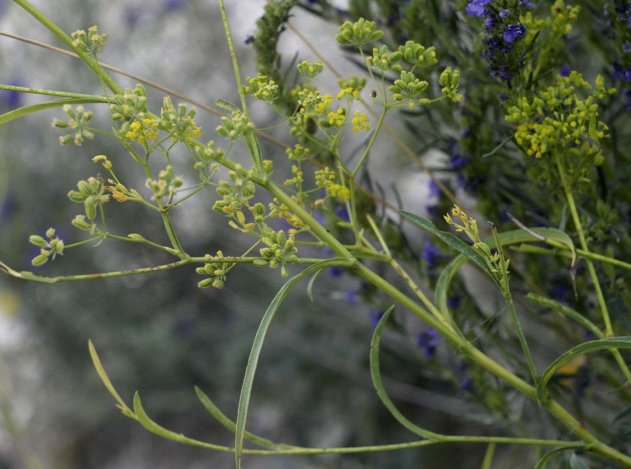 Image of Bupleurum falcatum specimen.