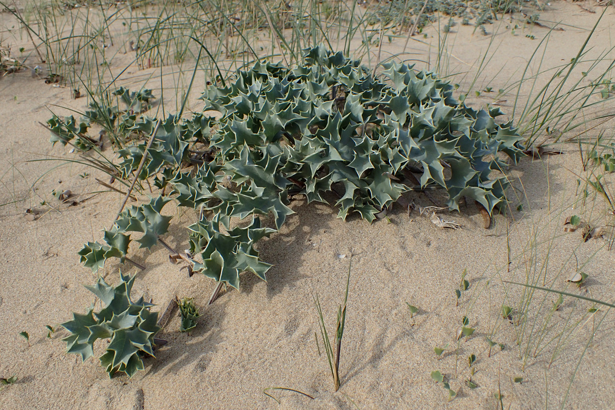 Image of Eryngium maritimum specimen.