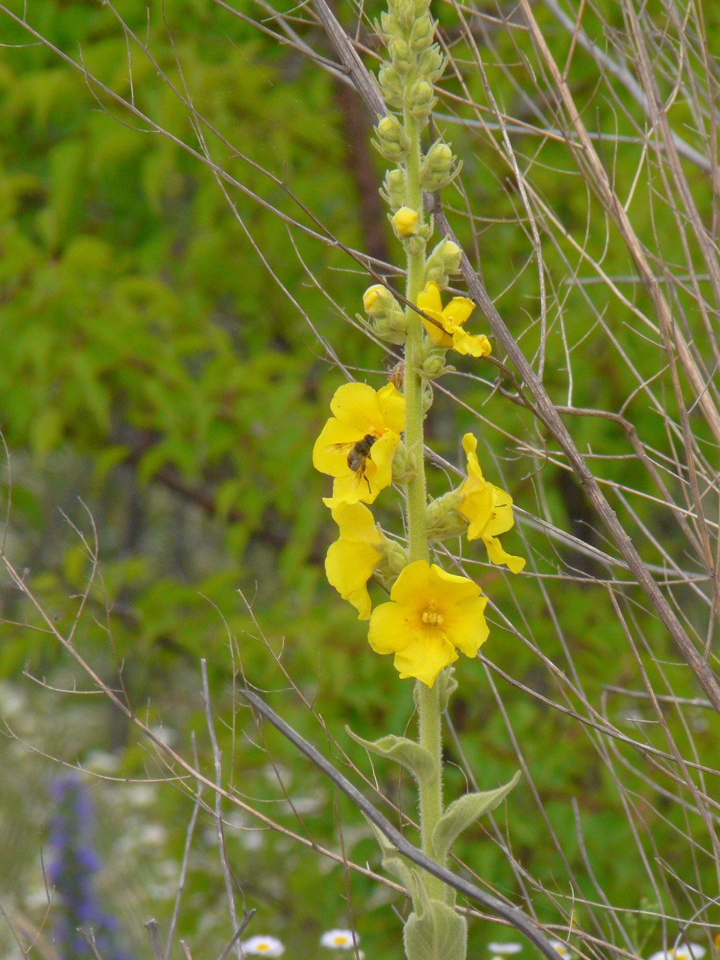 Image of Verbascum phlomoides specimen.