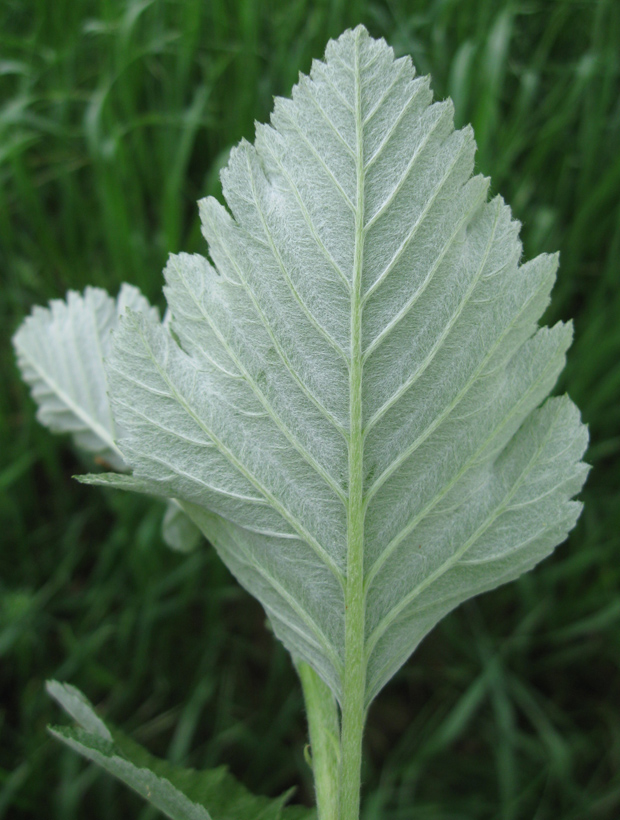 Image of Sorbus intermedia specimen.