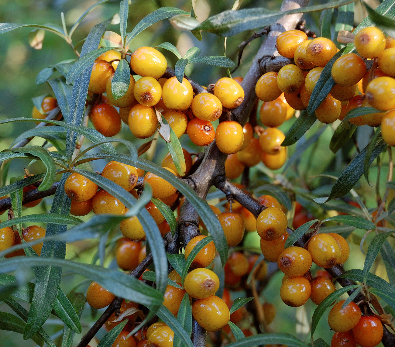 Image of Hippophae rhamnoides specimen.