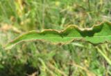 Aconogonon panjutinii. Верхушка листа. Кабардино-Балкария, Эльбрусский р-н, долина р. Ирик, ок. 2300 м н.у.м., субальпийский луг. 05.08.2018.