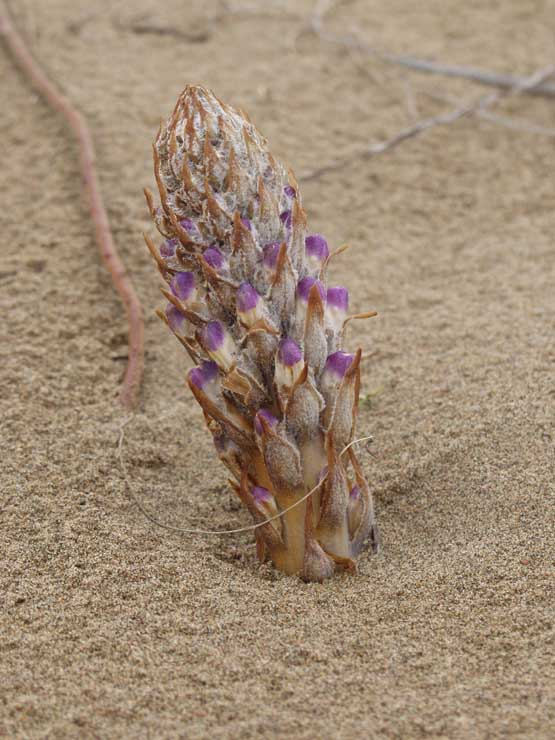 Image of genus Cistanche specimen.