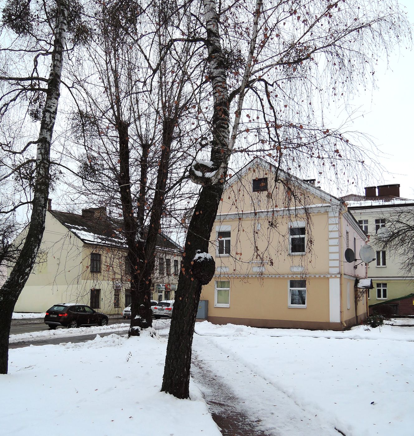 Image of Betula pendula specimen.