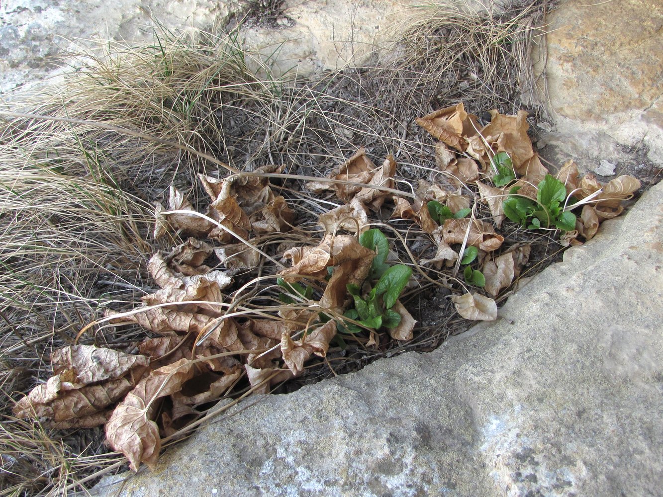 Image of Valeriana tiliifolia specimen.