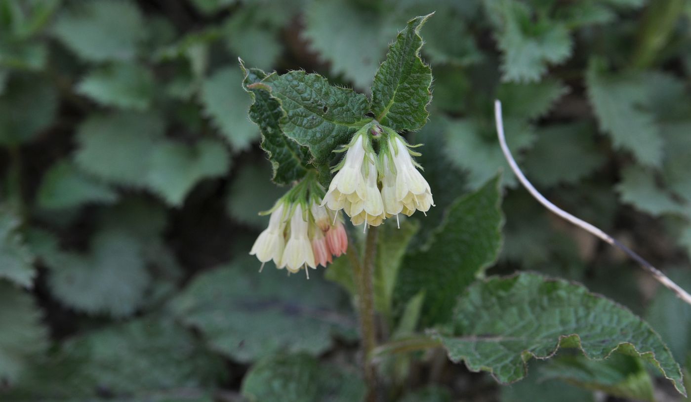 Image of Symphytum grandiflorum specimen.