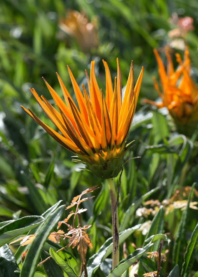 Image of Gazania &times; hybrida specimen.