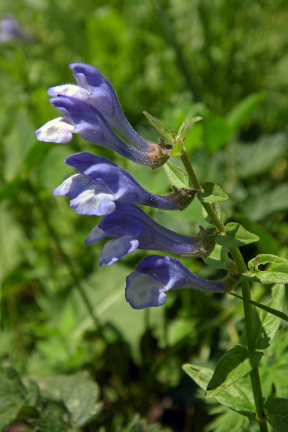 Image of Scutellaria hastifolia specimen.