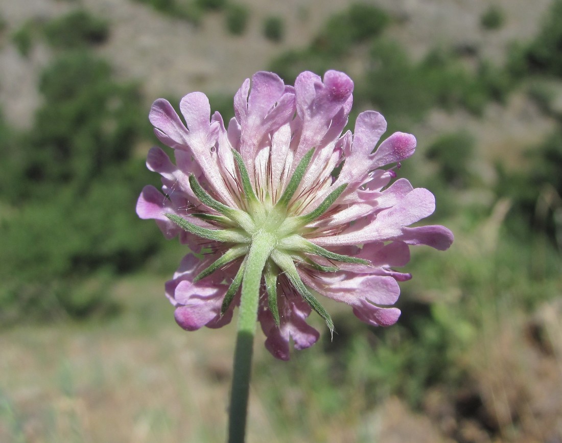 Image of genus Scabiosa specimen.