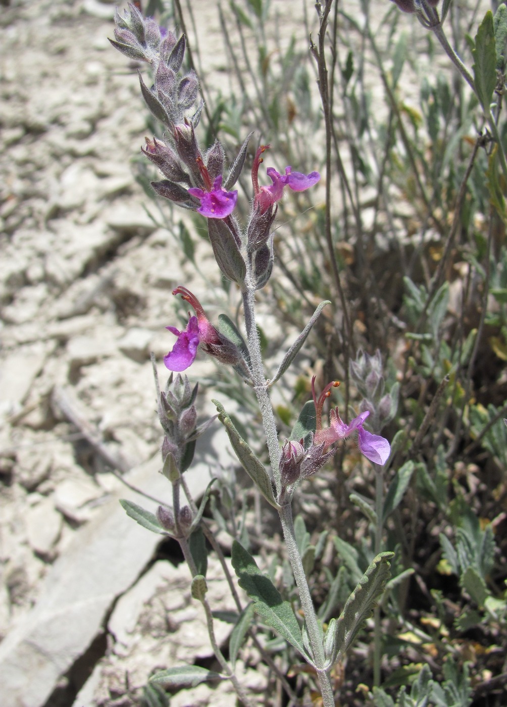 Изображение особи Teucrium canum.