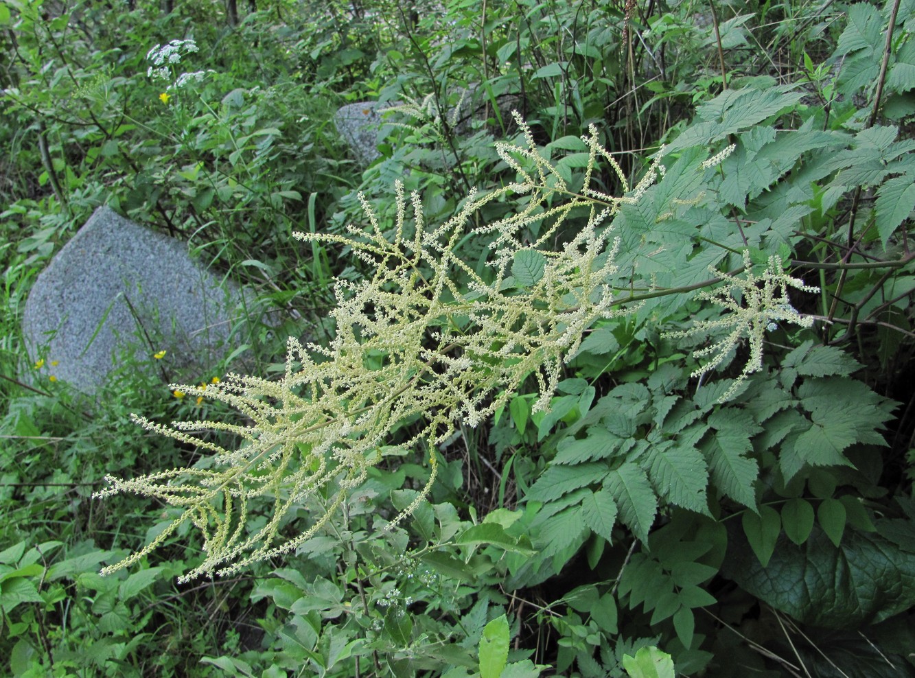 Image of Aruncus sylvestris specimen.