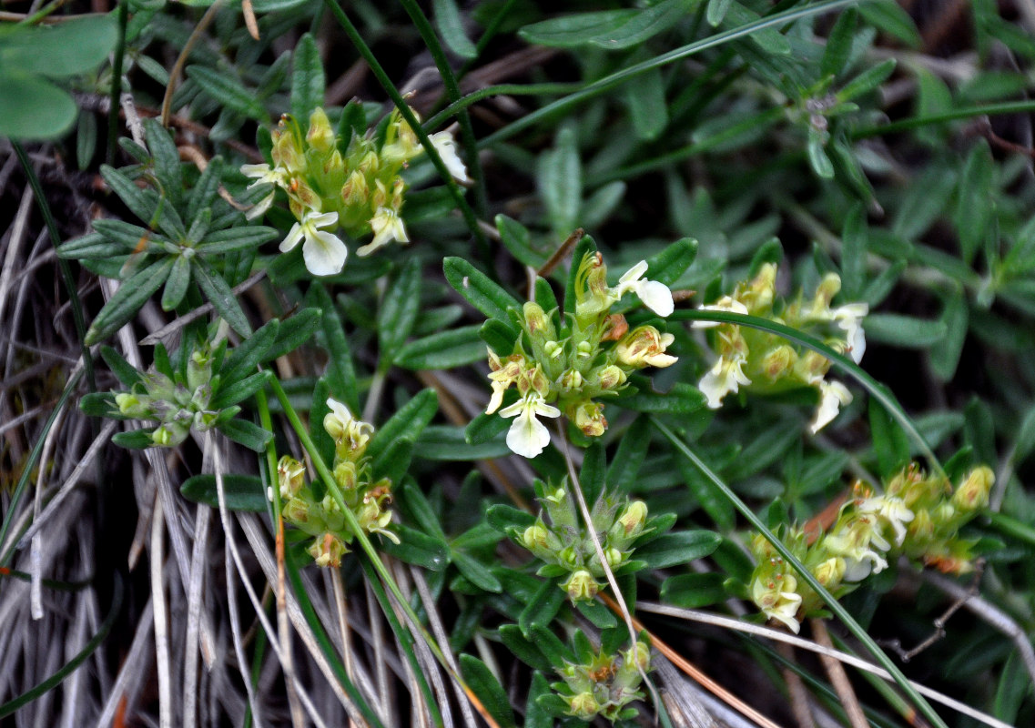 Image of Teucrium montanum specimen.