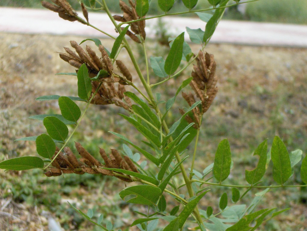 Image of Glycyrrhiza hirsuta specimen.