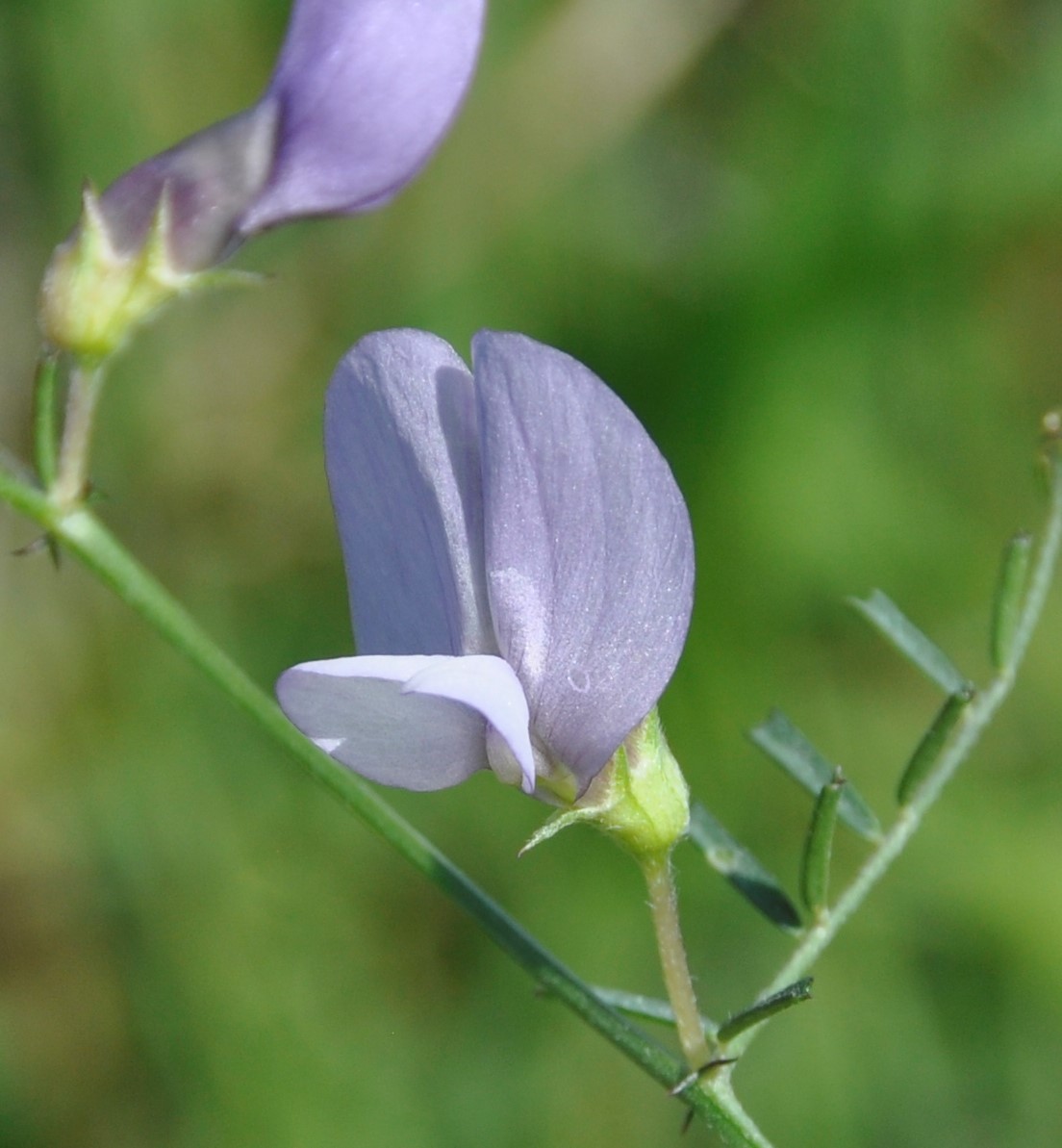 Изображение особи Vicia peregrina.