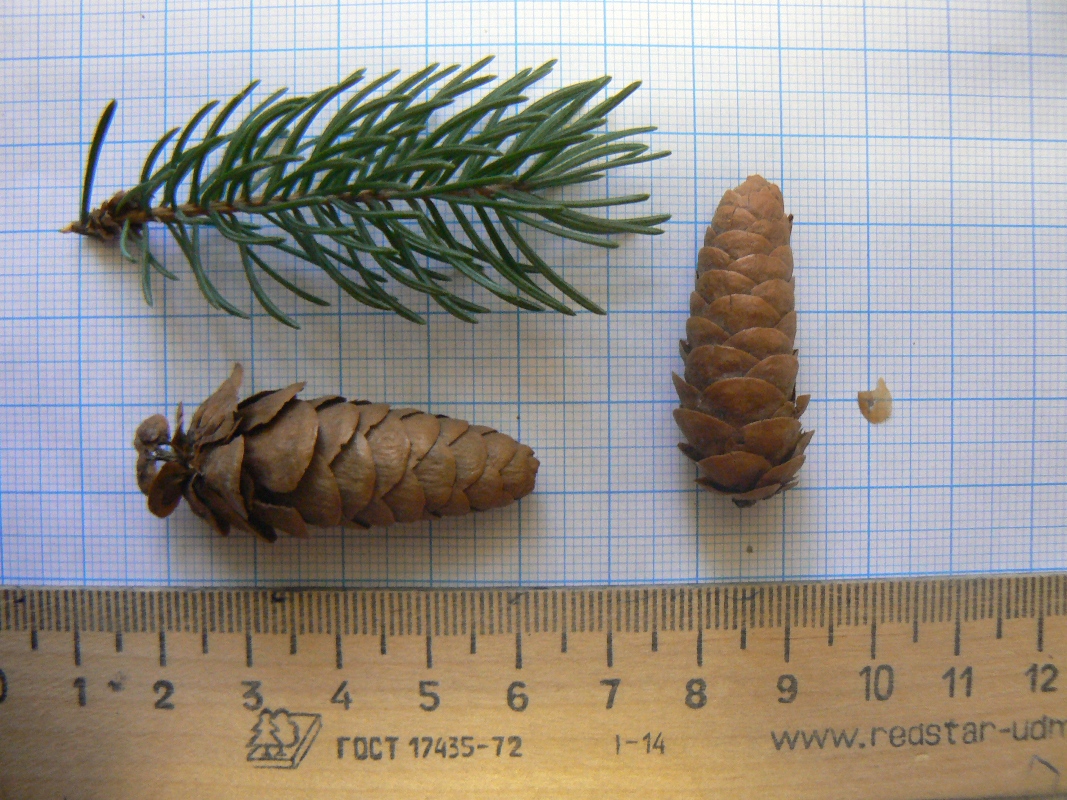 Image of Picea glauca specimen.
