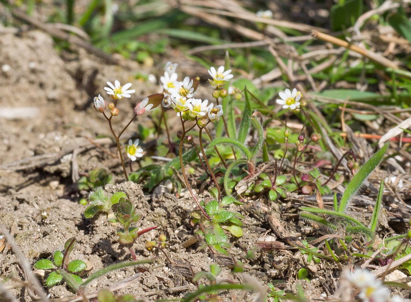 Image of Erophila verna specimen.