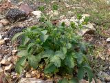 Potentilla norvegica. Растение на куче щебёнки. Свердловская обл., окр. г. Североуральск. 29.07.2010.