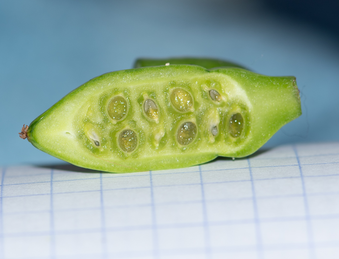 Image of Corallocarpus welwitschii specimen.