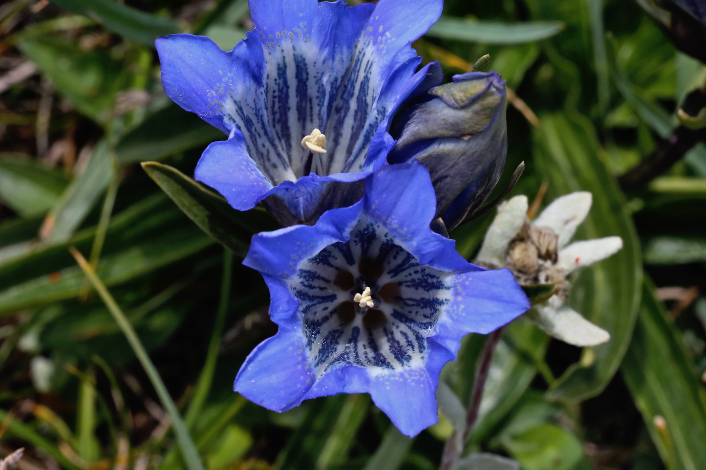 Изображение особи Gentiana kaufmanniana.