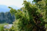 Juniperus hemisphaerica. Ветви. Адыгея, Кавказский биосферный заповедник, плато Лаго-Наки, 2040 м н.у.м., растение на скале. 04.07.2020.