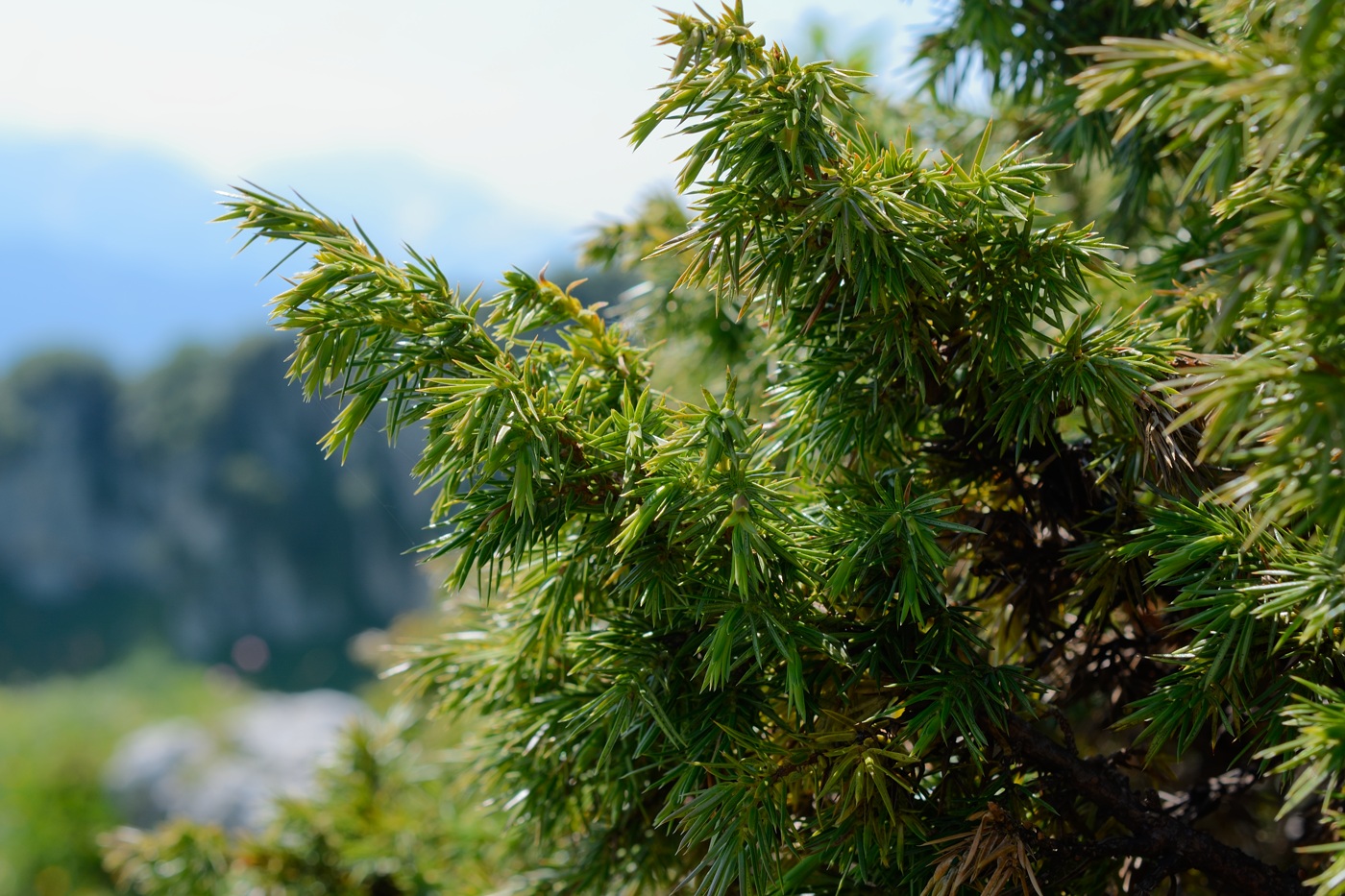 Image of Juniperus hemisphaerica specimen.