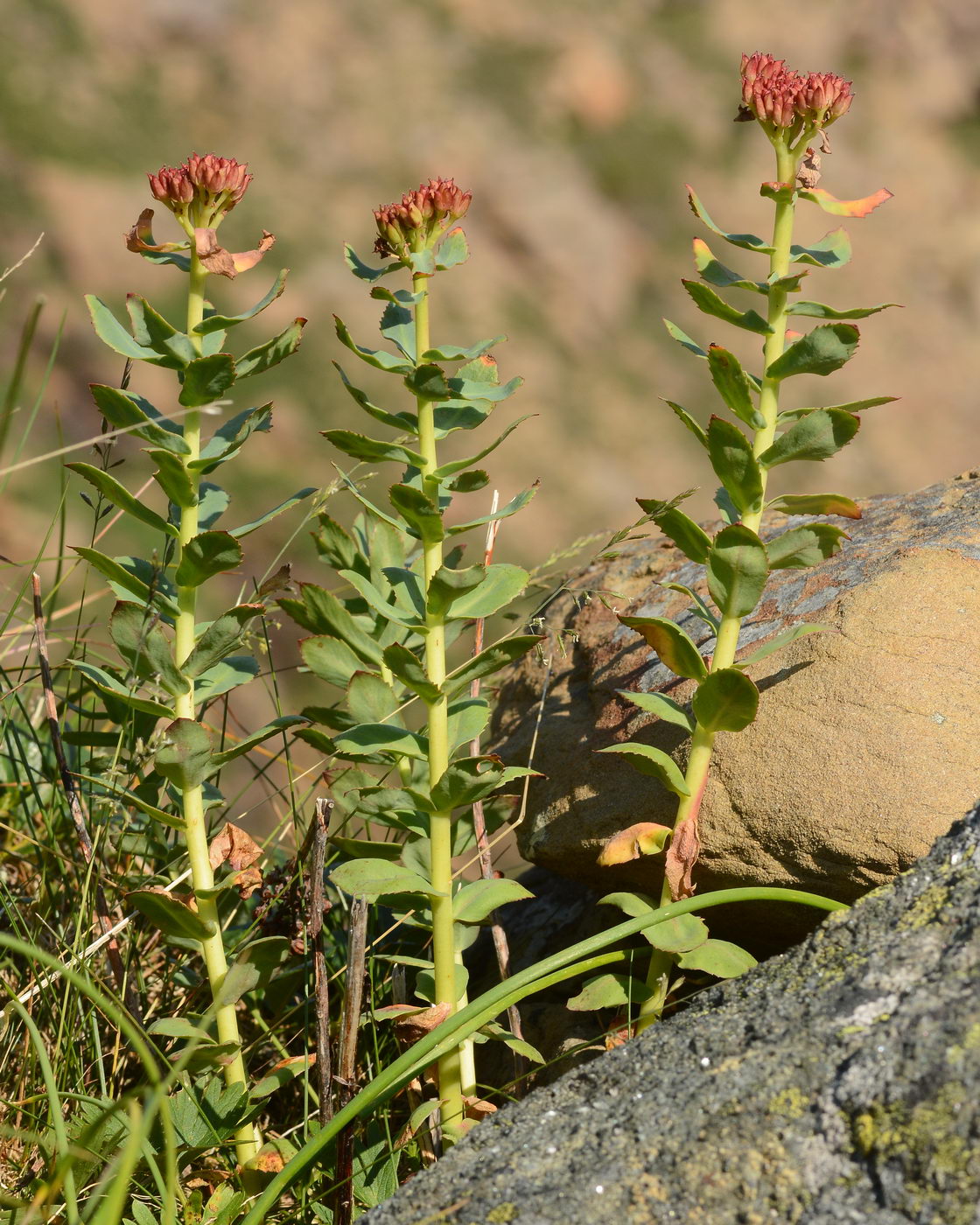 Image of Rhodiola rosea specimen.