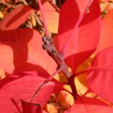 Cotinus coggygria. Верхушка побега с листьями в осенней окраске. Тверская обл., г. Тверь, Заволжский р-н, в озеленении. 6 ноября 2020 г.