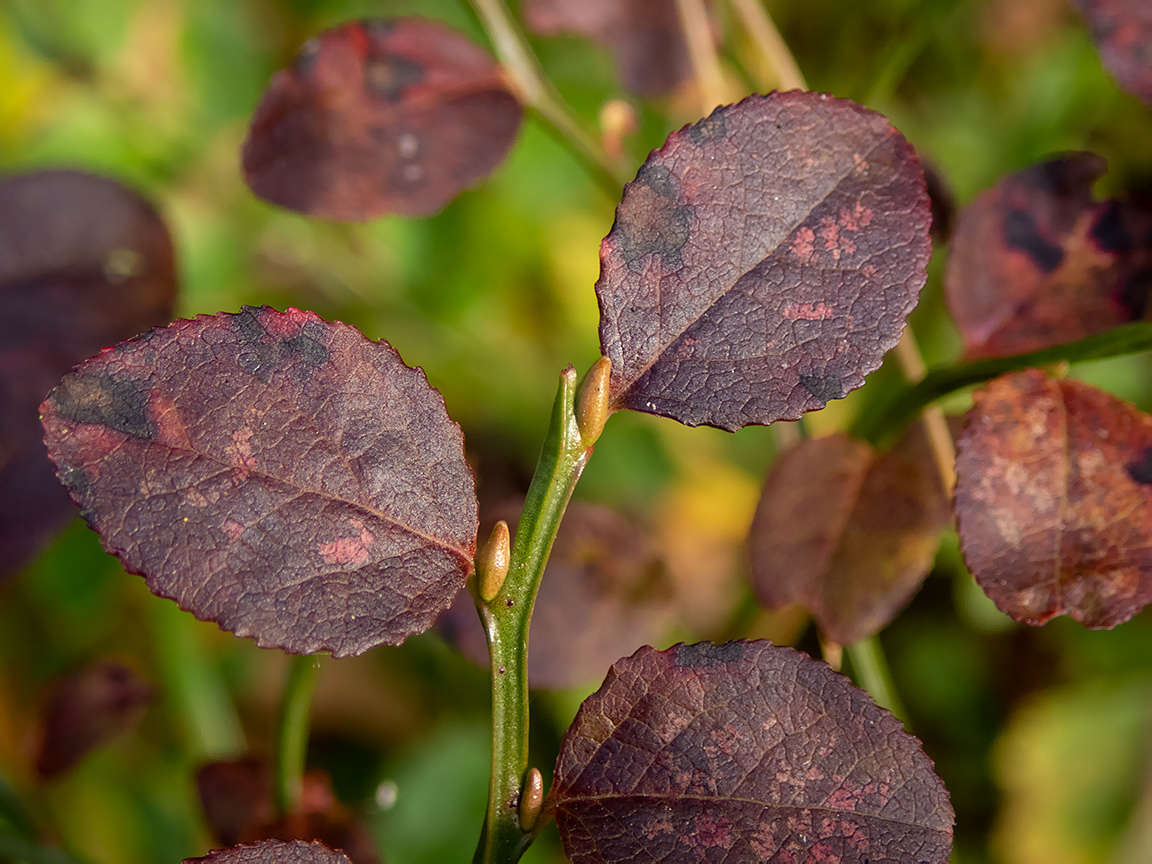 Изображение особи Vaccinium myrtillus.