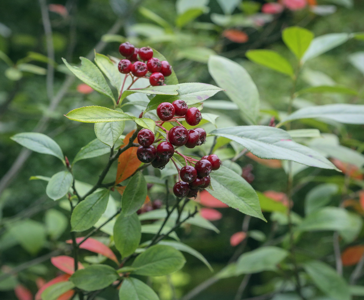 Image of Aronia arbutifolia specimen.