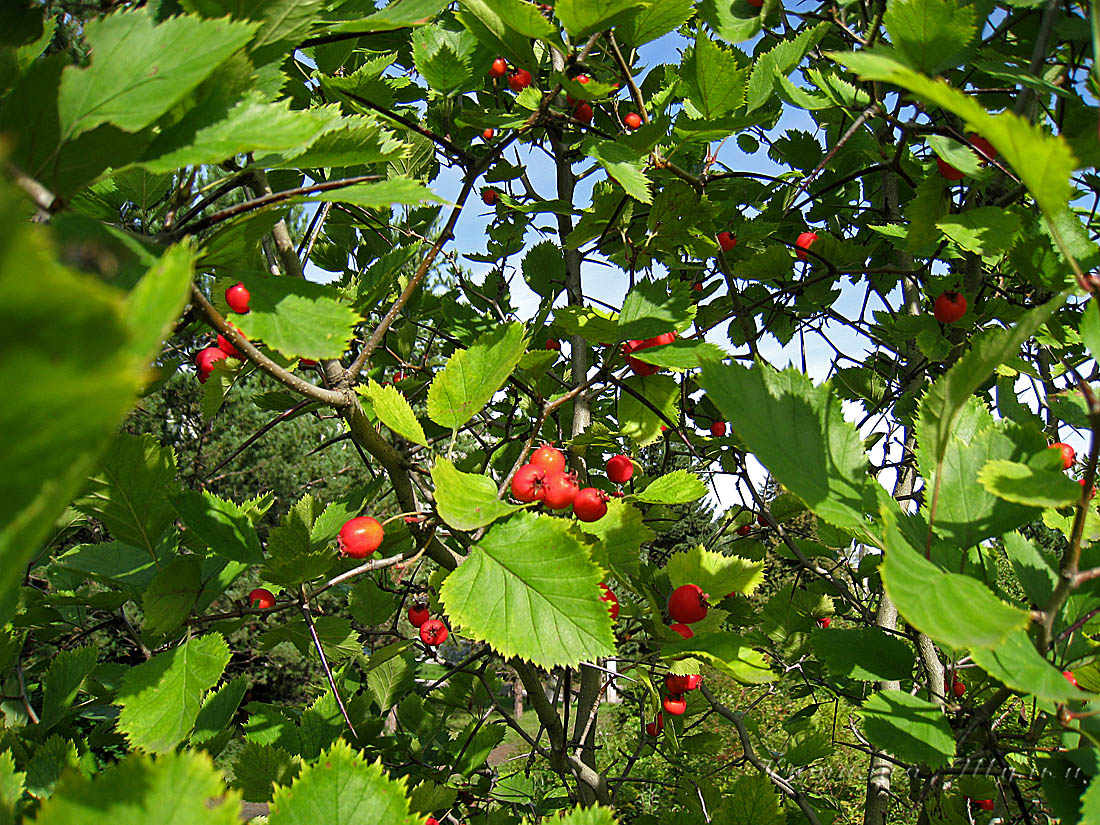 Image of Crataegus submollis specimen.