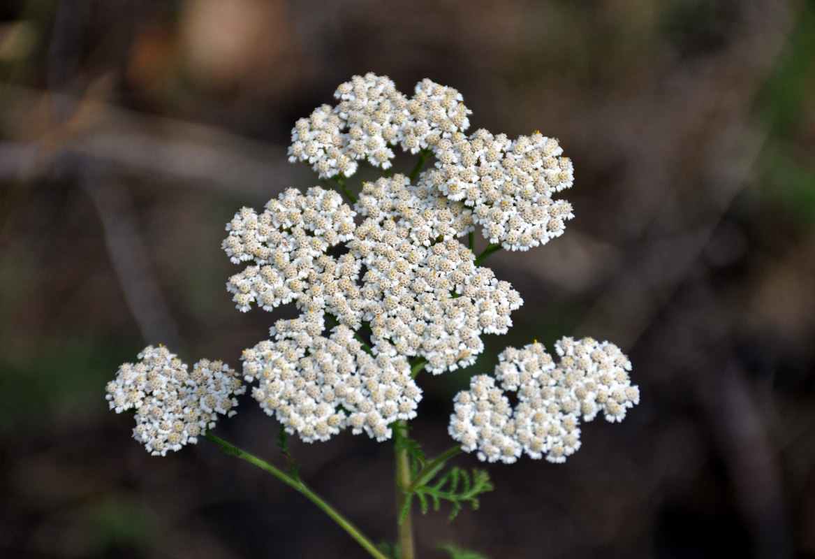 Image of Achillea nobilis specimen.