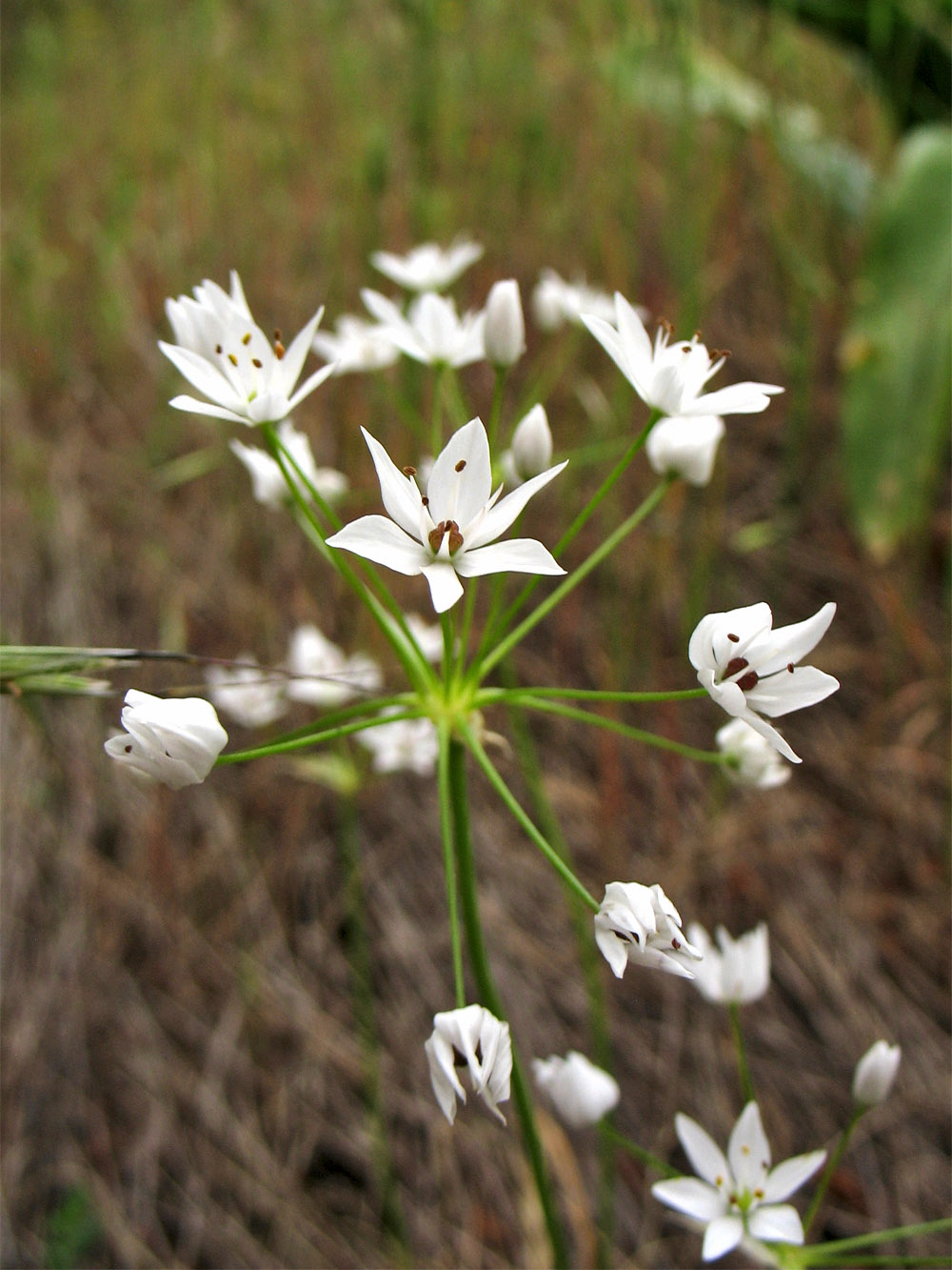 Image of Allium subhirsutum specimen.