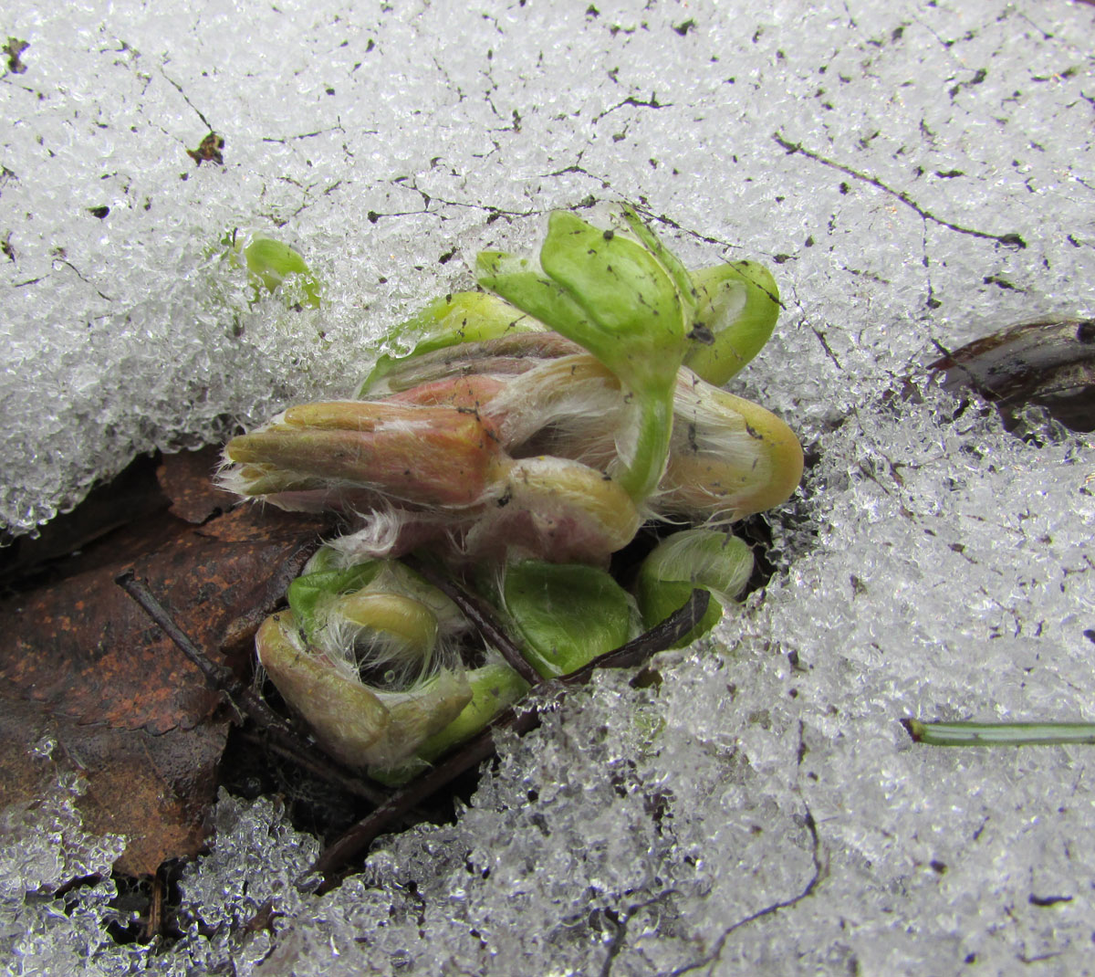 Image of Hepatica maxima specimen.