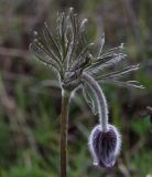 Pulsatilla pratensis