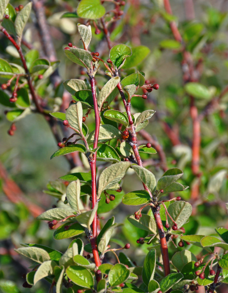 Изображение особи Cotoneaster melanocarpus.