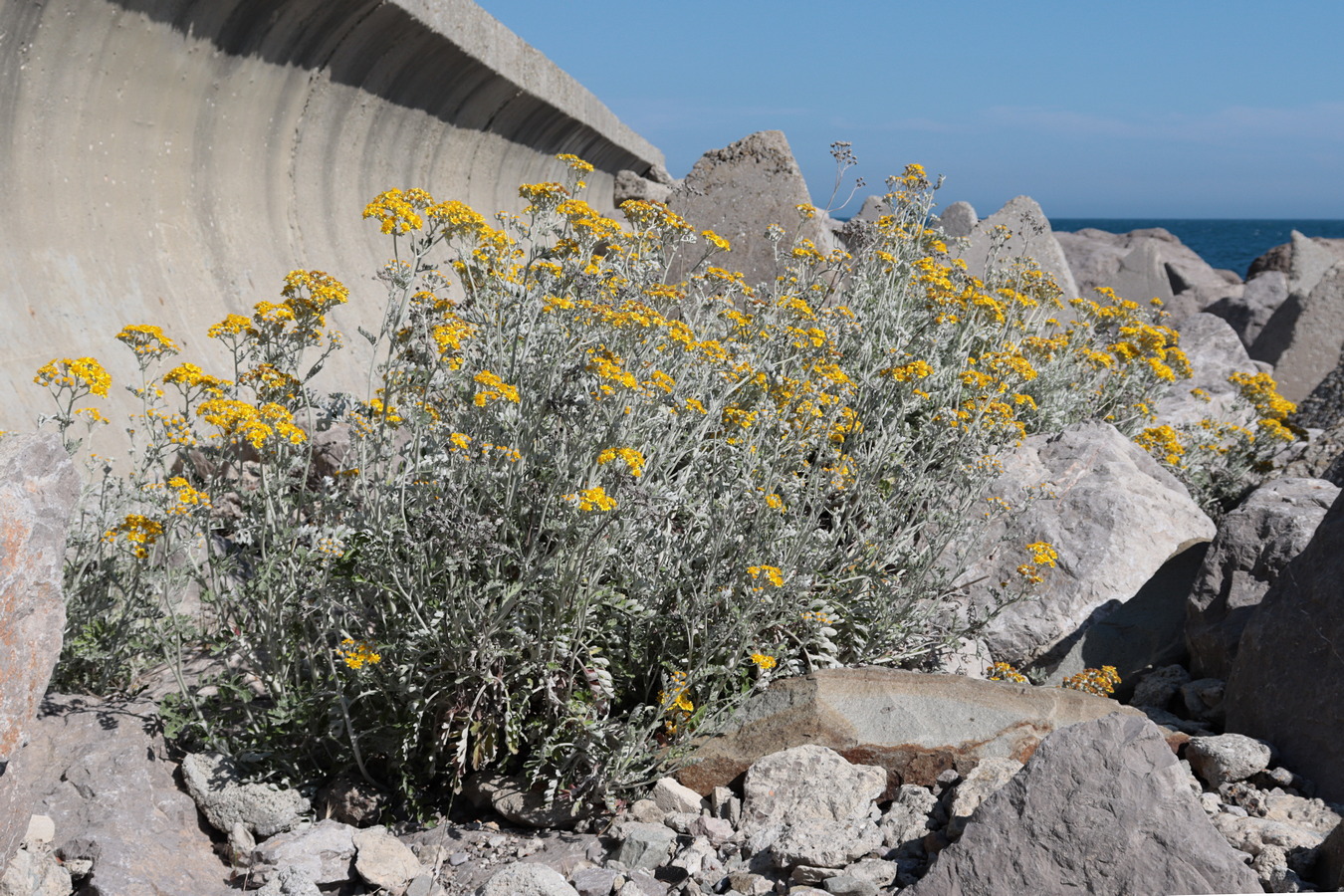 Image of Senecio cineraria specimen.