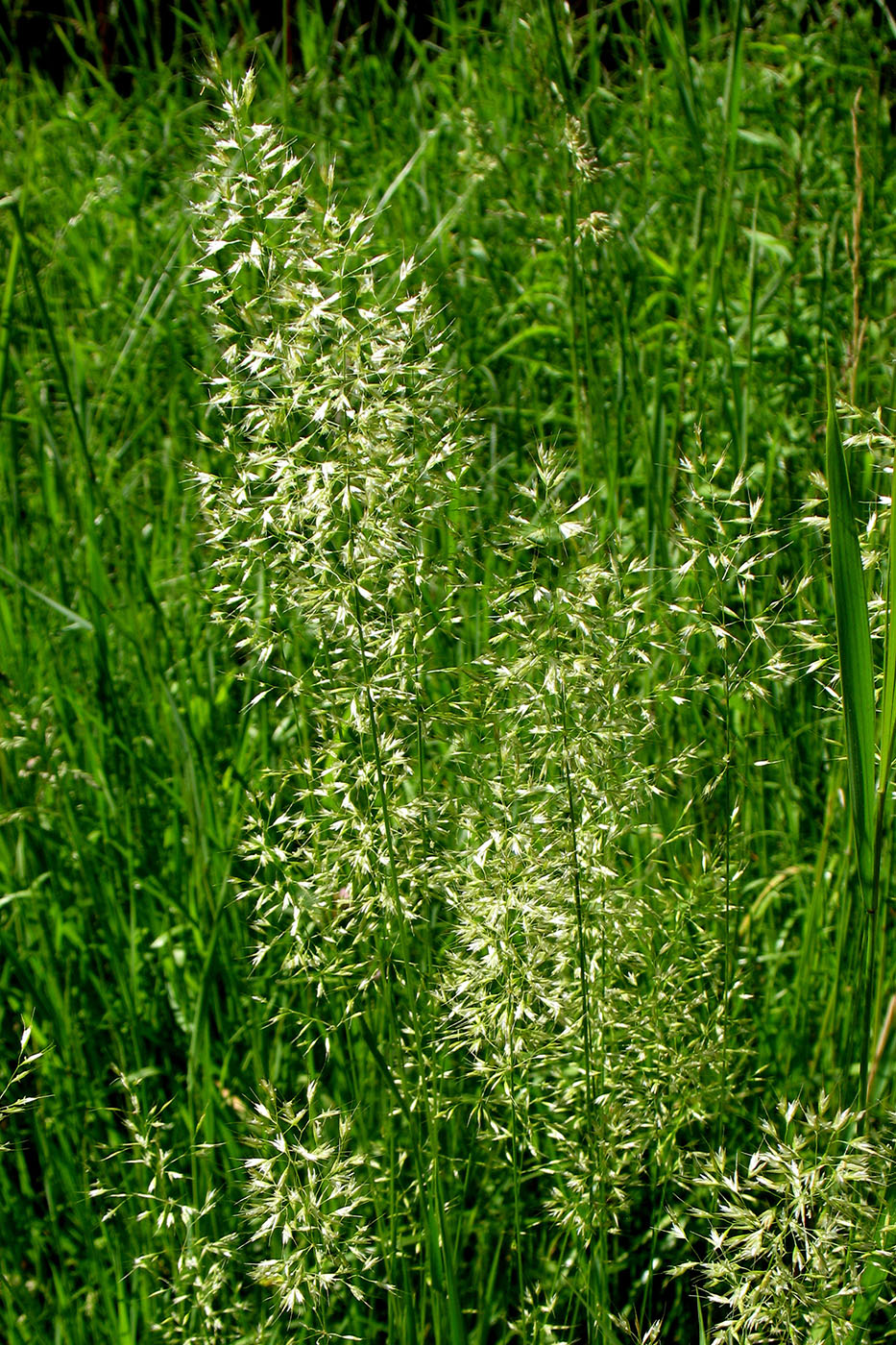 Image of Trisetum flavescens specimen.