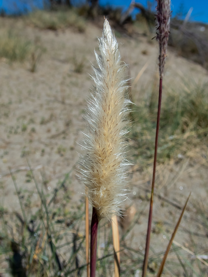 Image of Imperata cylindrica specimen.