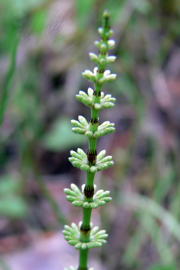 Изображение особи Equisetum pratense.