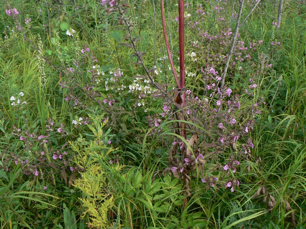 Изображение особи Pedicularis resupinata.