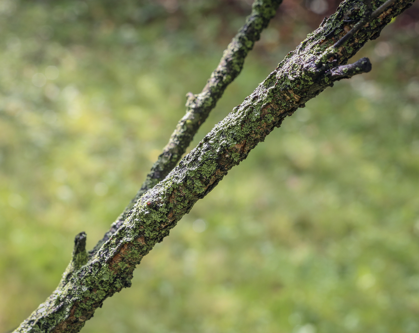 Image of Betula humilis specimen.