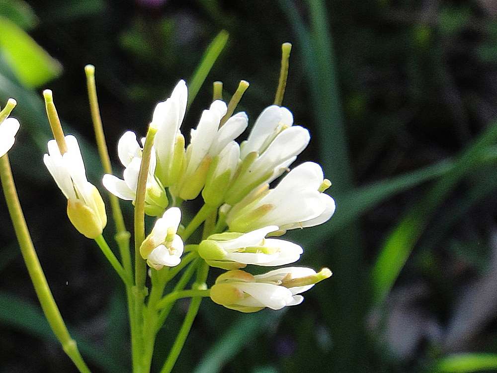 Image of Arabidopsis lyrata specimen.