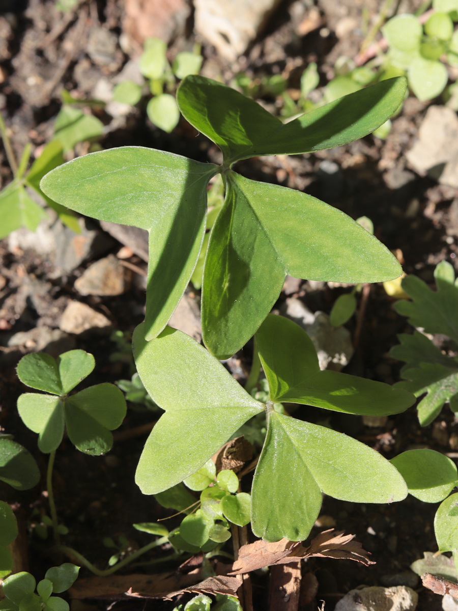 Image of Oxalis latifolia specimen.