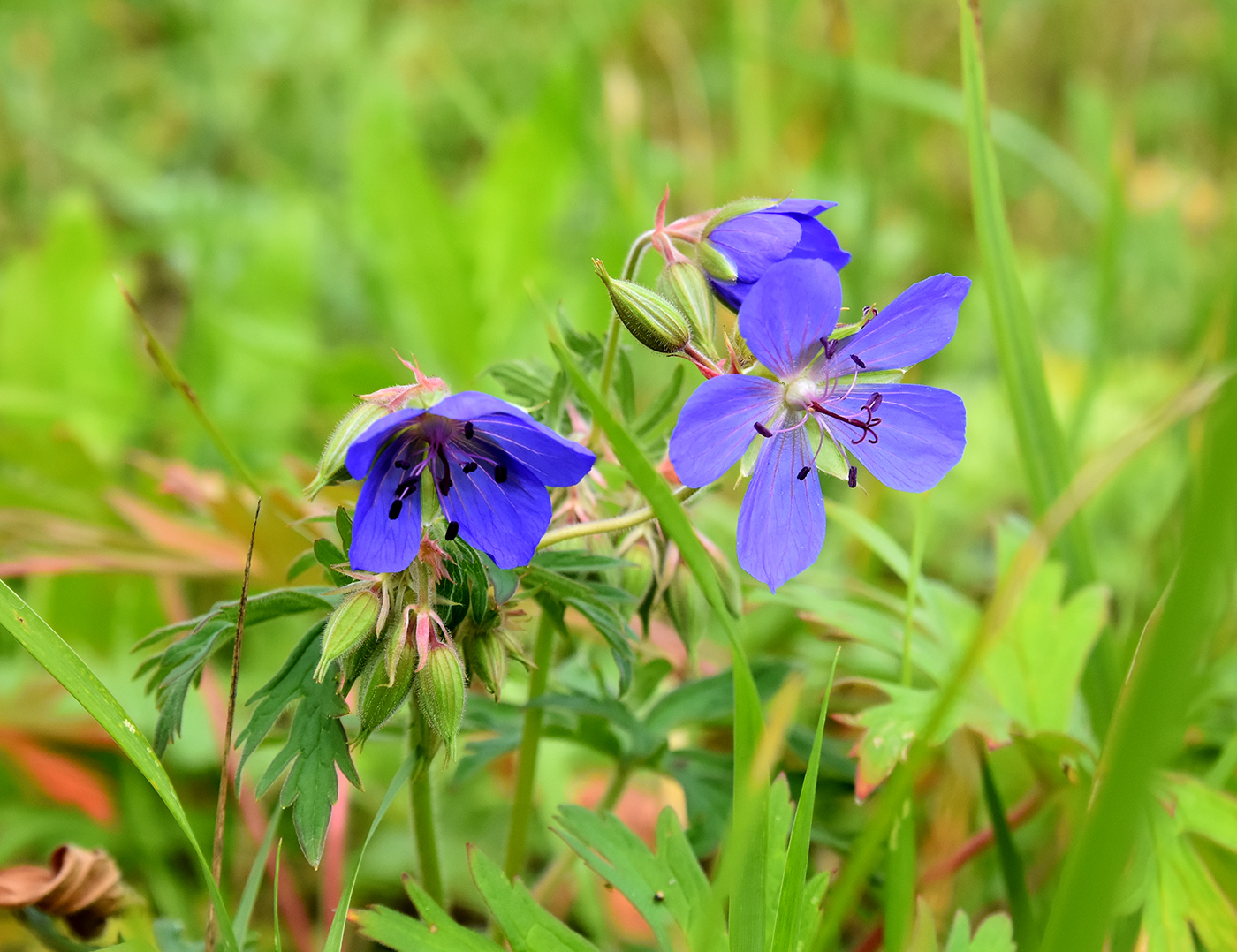 Image of Geranium pratense specimen.