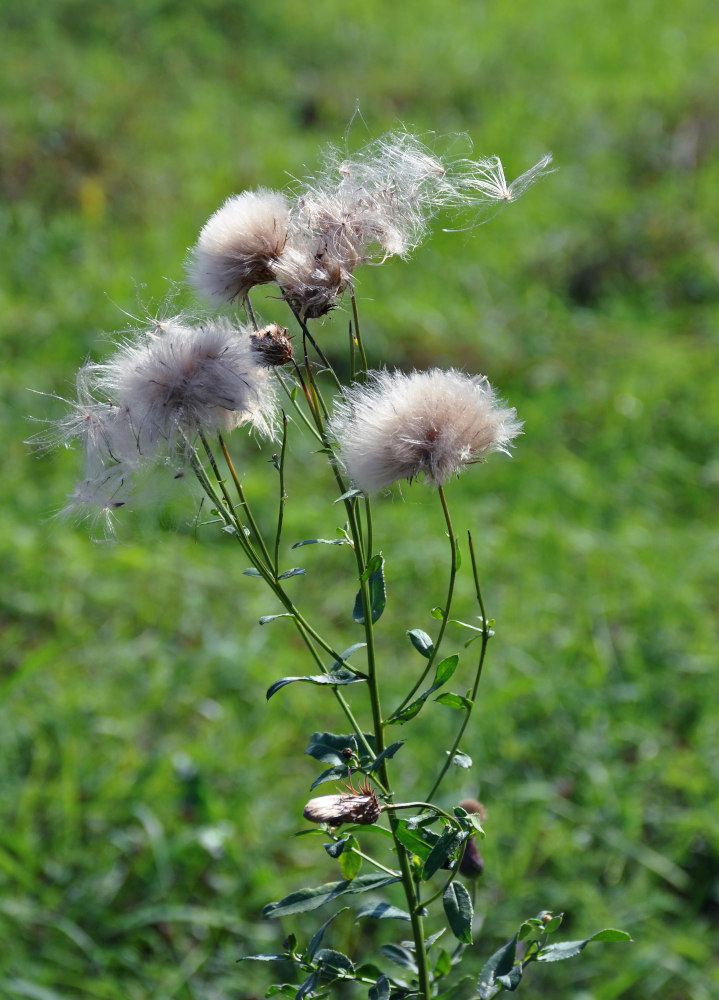 Image of Cirsium arvense specimen.